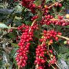 World Coffees - Santa Cruz - Coffee Cherries