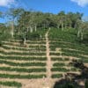 World Coffees - Santa Cruz - Tropical Valleys