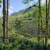 World Coffees - Santa Cruz - Tropical Valleys